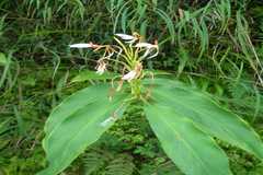 Hedychium coronarium